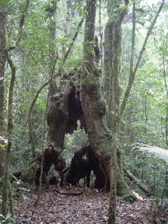 Ein Bild, das Baum, drauen, Elefant, Wald enthlt.

Automatisch generierte Beschreibung